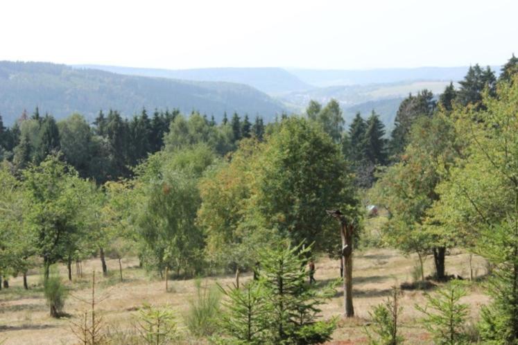 Gartenhaus - Dietzhaeuschen Suhl Buitenkant foto